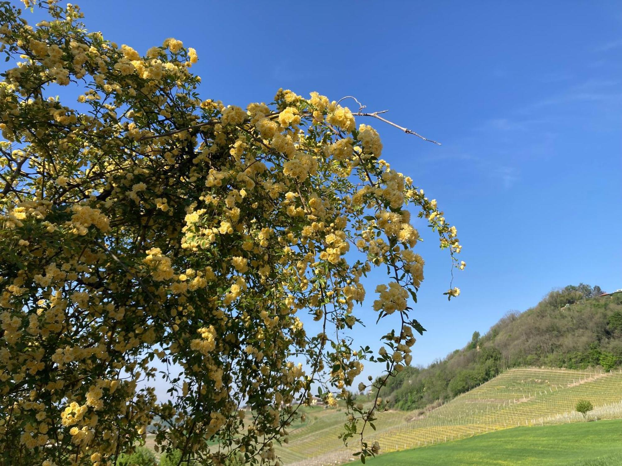 Greeneria Guarene Εξωτερικό φωτογραφία